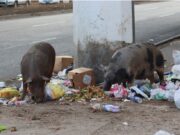 El tour de la basura por Santo Domingo Oeste